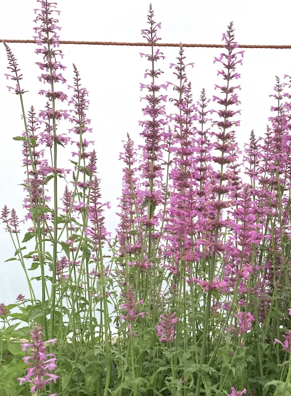Agastache 'Rose Mint'